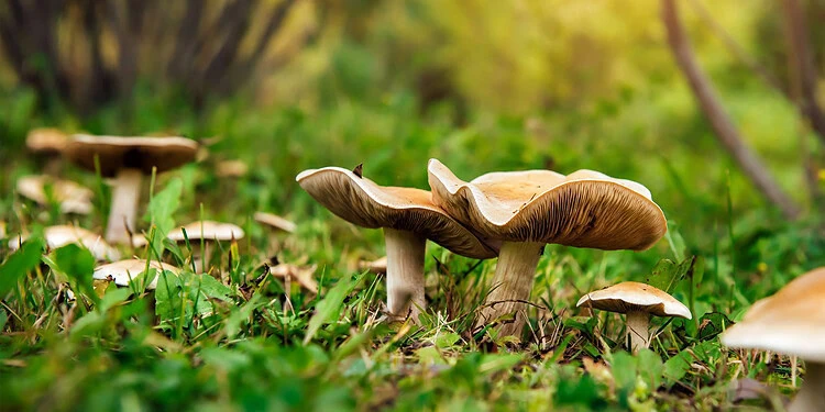 التسمم بالفطريات في الغذاء وتأثيره على الصحة