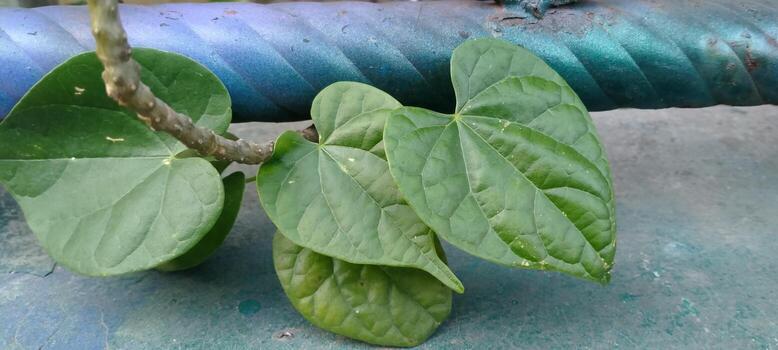 تقوية المناعة: دليل شامل لطرق طبيعية لتعزيز الصحة