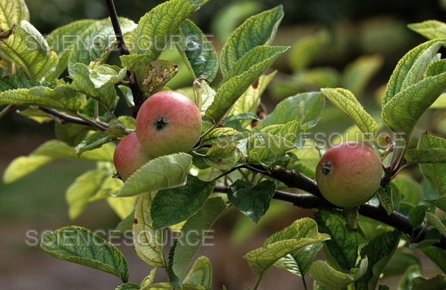 نقص الحديد: مشكلة صحية تتطلب وعيًا ومعرفة متعمقة