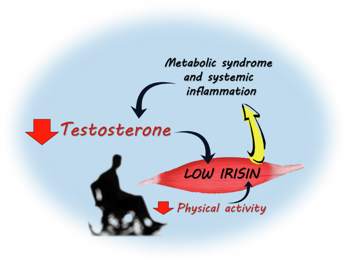 التستوستيرون: هرمون الرجال الحيوي وتأثيراته المتعددة