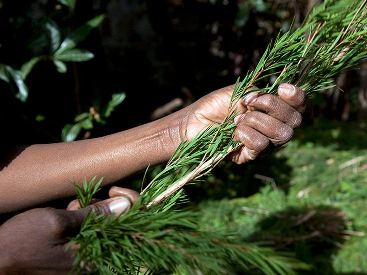 فوائد زيت شجرة الشاي: علاج طبيعي متعدد الاستخدامات وسلاح فعال في مقاومة الأمراض