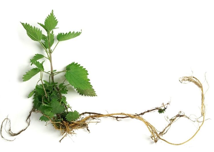 فوائد القراص: علاج طبيعي متعدد الفوائد ومفاهيم خاطئة تنتشر حوله