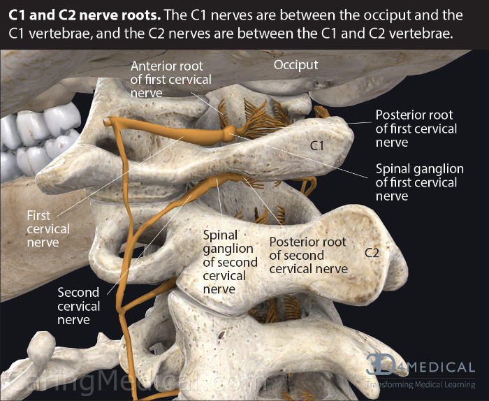 الصداع النصفي: نظرة متعمقة على ظاهرة صحية تتطلب فهمًا شاملاً ووقاية فعالة